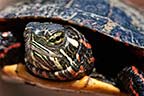 Eastern Painted Turtle